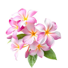 Delicate pink plumeria flowers with green leaves against a stark black background