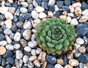 Succulent nestled in a colorful gravel bed