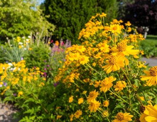 Obraz premium Vibrant yellow flowers in a garden bed