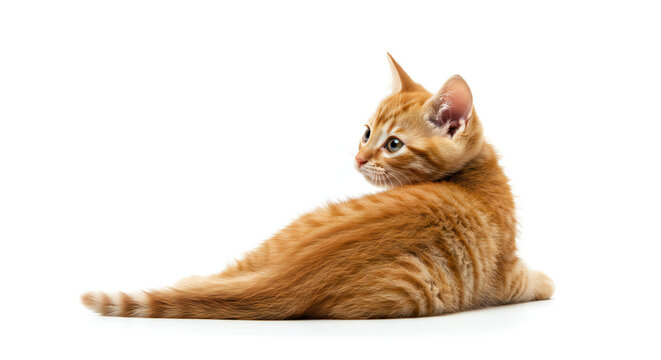 An Engaging and Unique Over-the-Shoulder Studio Portrait of a Curious Red Kitten.