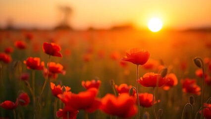 Vibrant red poppies glowing under the golden light of a sunset.