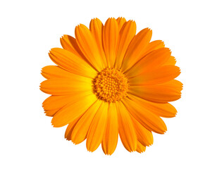 Marigold flower isolated on a white background, png