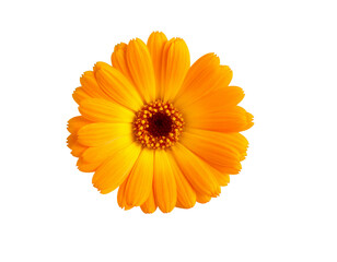 Marigold flower isolated on a white background, png
