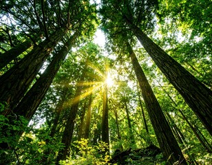 Sunlight streams through redwood forest canopy