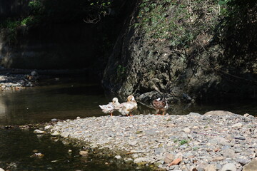 Tranquil Scene of Swans and Ducks by a Rocky Stream