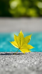 A bright yellow maple leaf rests on a grey stone surface near a pool on a sunny day outside