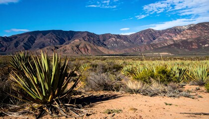 Arid landscape with agave plants and mountains