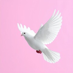 Obraz premium Elegant White Dove Flying Gracefully Against Soft Pink Background.