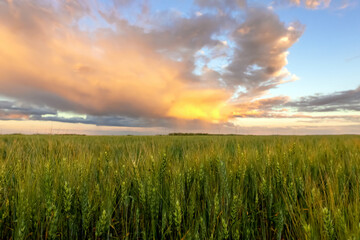 Fototapeta premium Sunset in prairies, green wheat field and orange sky.