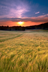 Sunset, nature and landscape of farm with wheat, sky and grass for summer in countryside. Agriculture, sustainability and growth of plants with lawn for natural and organic environment in Denmark.