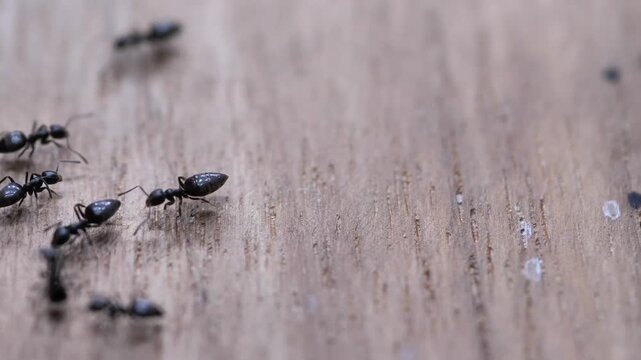 trail of black ants