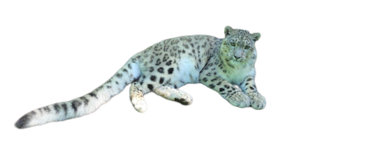 Snow Leopard Sitting (Panthera uncia) Isolated on White Background with Copy Text Space. Majestic Wild Cat Element for Wildlife Posters, Conservation Themes, and Nature-Inspired Designs. PNG File