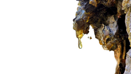 Resin on a Tree in Orchard (Pinus species) Isolated on a White Background with Copy Text Space....