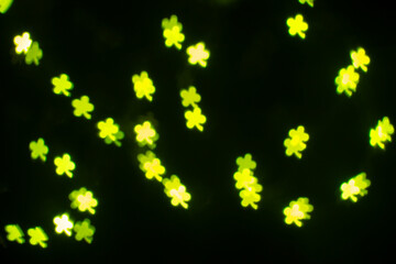 Green Shamrock Decorations Glowing in the Dark During a Festive Celebration in a Lively Atmosphere