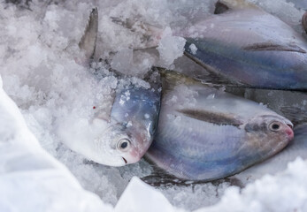 American silver pomfret kept on ice ready to export.
