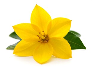 Close-up of a vibrant yellow flower with leaves