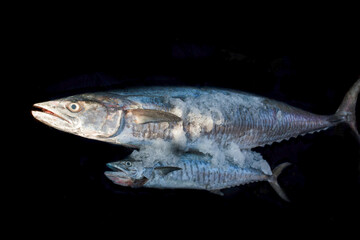 Narrow-barred spanish Mackerel fish with its baby covering with ice isolated on black.