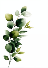 Eucalyptus branch with green leaves painted in watercolor style on white background, botanical illustration for natural decoration