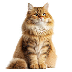 Obraz premium Majestic Longhaired Ginger Cat Sitting Pretty isolated on a white background