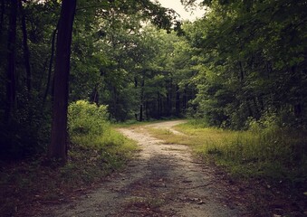 Naklejka premium A weathered path winds through a dense forest