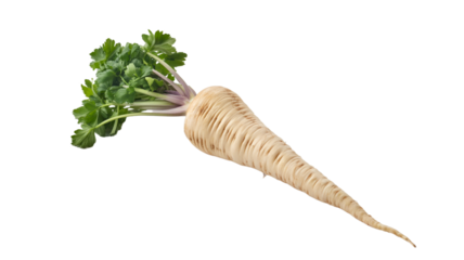 Single fresh parsnip with green leaves on isolated background.

