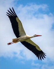 Naklejka premium A white stork in flight against a bright blue sky with fluffy white clouds