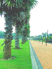 Tropical Palm Tree Path Landscape