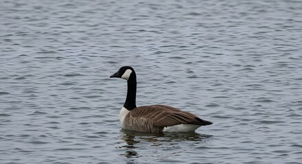 Obraz premium Canada goose swimming