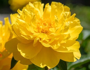 Close-up of a vibrant yellow peony