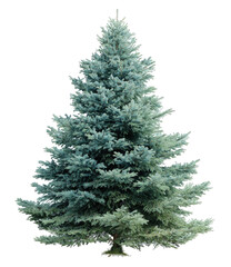Fototapeta premium Full view of a decorative blue spruce