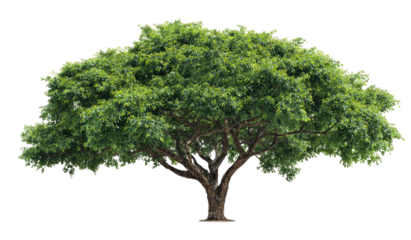 Lush green tree against black background (3)