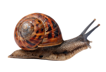 Close-up of a snail moving forward