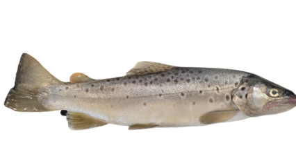 Trout Fish (Oncorhynchus mykiss) Isolated on White Background with Copy Text Space. Freshwater Species Element for Wildlife Education, Fishing Themes, and Nature-Inspired Designs. PNG File