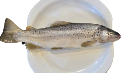 Trout Fish (Oncorhynchus mykiss) Isolated on White Background with Copy Text Space. Freshwater Species Element for Wildlife Education, Fishing Themes, and Nature-Inspired Designs. PNG File