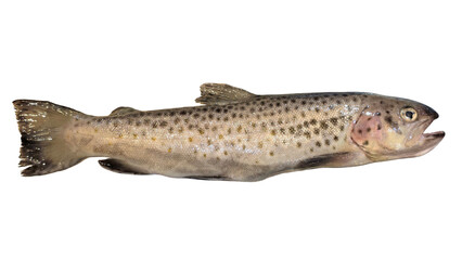 Trout Fish (Oncorhynchus mykiss) Isolated on White Background with Copy Text Space. Freshwater Species Element for Wildlife Education, Fishing Themes, and Nature-Inspired Designs. PNG File