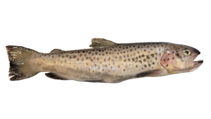 Trout Fish (Oncorhynchus mykiss) Isolated on White Background with Copy Text Space. Freshwater Species Element for Wildlife Education, Fishing Themes, and Nature-Inspired Designs. PNG File