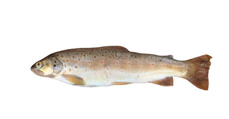 Trout Fish (Oncorhynchus mykiss) Isolated on White Background with Copy Text Space. Freshwater Species Element for Wildlife Education, Fishing Themes, and Nature-Inspired Designs. PNG File
