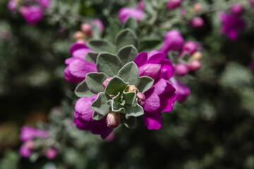 The purple flower background blur and bokeh with grey leaves gives a soft and calm feeling.