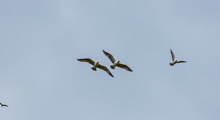 Obraz premium Birds flying in sky