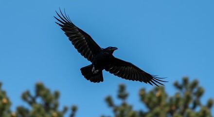 Fototapeta premium Raven in flight against a blue sky a symbol of mystery and freedom