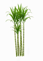 fresh dill isolated on white, Hand drawn illustration of sugarcane stalks, leaves, realistic art style. Multiple green stalks with segmented texture, long leaves. White background isolates plant. Bota