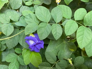 close-up of a stunning Butterfly Pea flower, showcasing its deep indigo and velvet petals against a dense background of healthy, bright green foliage. The natural light highlights the flower's distinc
