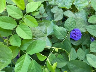 close-up of a stunning Butterfly Pea flower, showcasing its deep indigo and velvet petals against a...