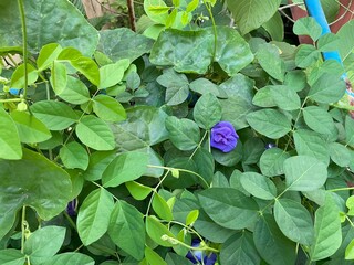 close-up of a stunning Butterfly Pea flower, showcasing its deep indigo and velvet petals against a dense background of healthy, bright green foliage. The natural light highlights the flower's distinc