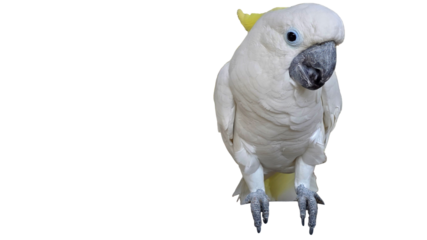 Sulphur-Crested Cockatoo (Cacatua galerita) Isolated on a White Background with Copy Text Space.Sulphur-Crested Cockatoo for Bird Posters, Ornithology Study, and Nature-Inspired Designs. PNG File 