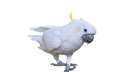 Sulphur-Crested Cockatoo (Cacatua galerita) Isolated on a White Background with Copy Text Space.Sulphur-Crested Cockatoo for Bird Posters, Ornithology Study, and Nature-Inspired Designs. PNG File 