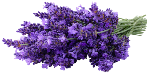 Close-up of a bunch of vibrant purple lavender flowers