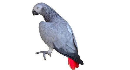 African Grey Parrot (Psittacus erithacus) Isolated on a White Background with Copy Text Space. Intelligent African Grey Parrot for Bird Posters, Ornithology Study, and Nature-Inspired Designs.PNG File
