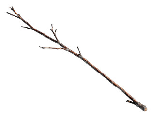 Fototapeta premium A long, single, brown branch