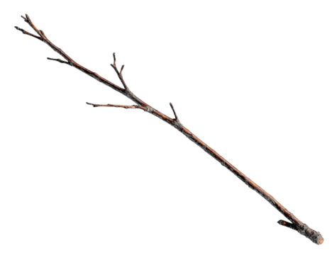A long, single, brown branch